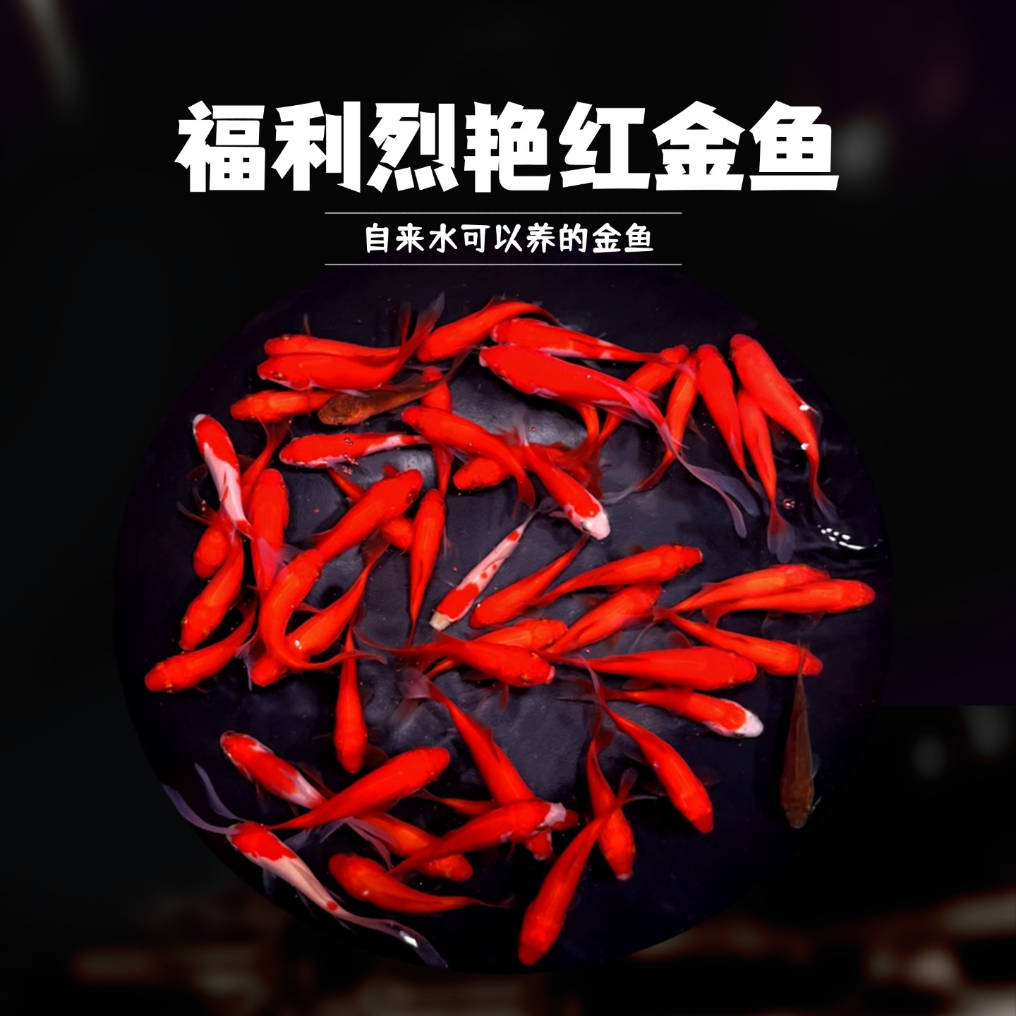 福利烈焰金鱼35条耐活金鱼观赏鱼冷水鱼淡水鱼可混养热带鱼锦鲤鱼