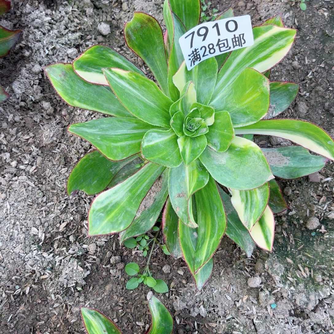 F. 7910魅影七彩多肉