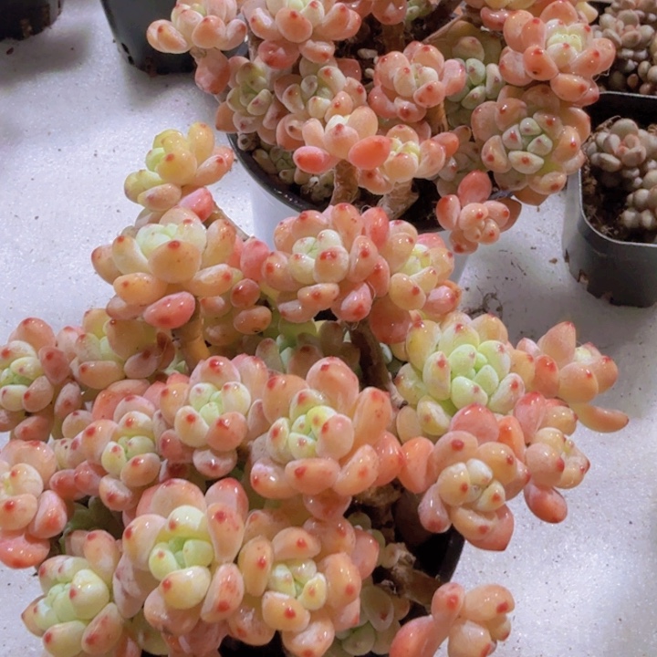 樱花果冻罗琦十厘米盆超级美一颗