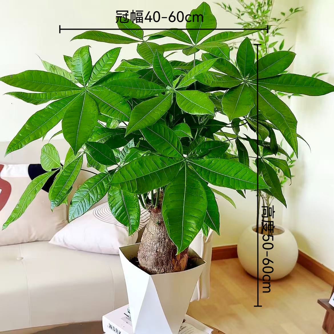 230粗杆大象腿发财树盆栽室内室内招财盆景桌面好养活植物