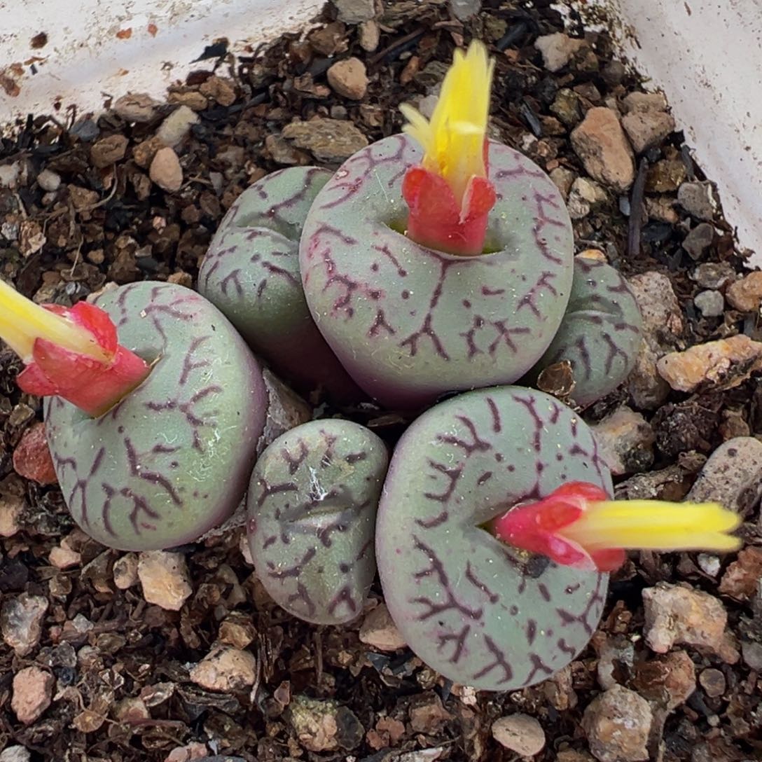 541多肉植物种类多样