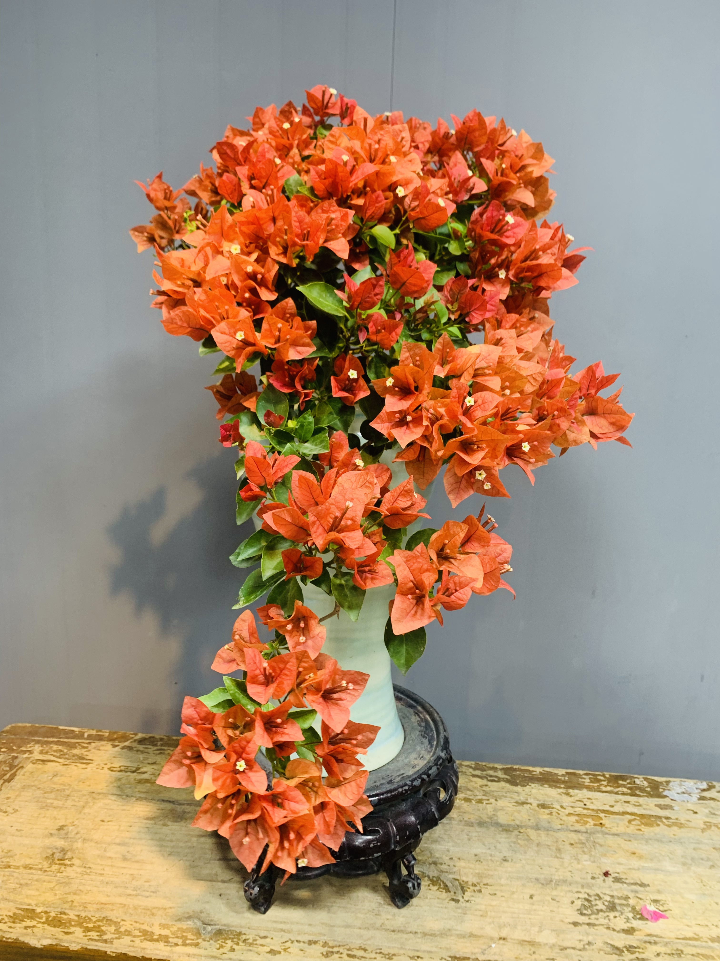 佩德罗三角梅瀑布桩单飘意境款勤花好养四季开花适合茶台室内庭院