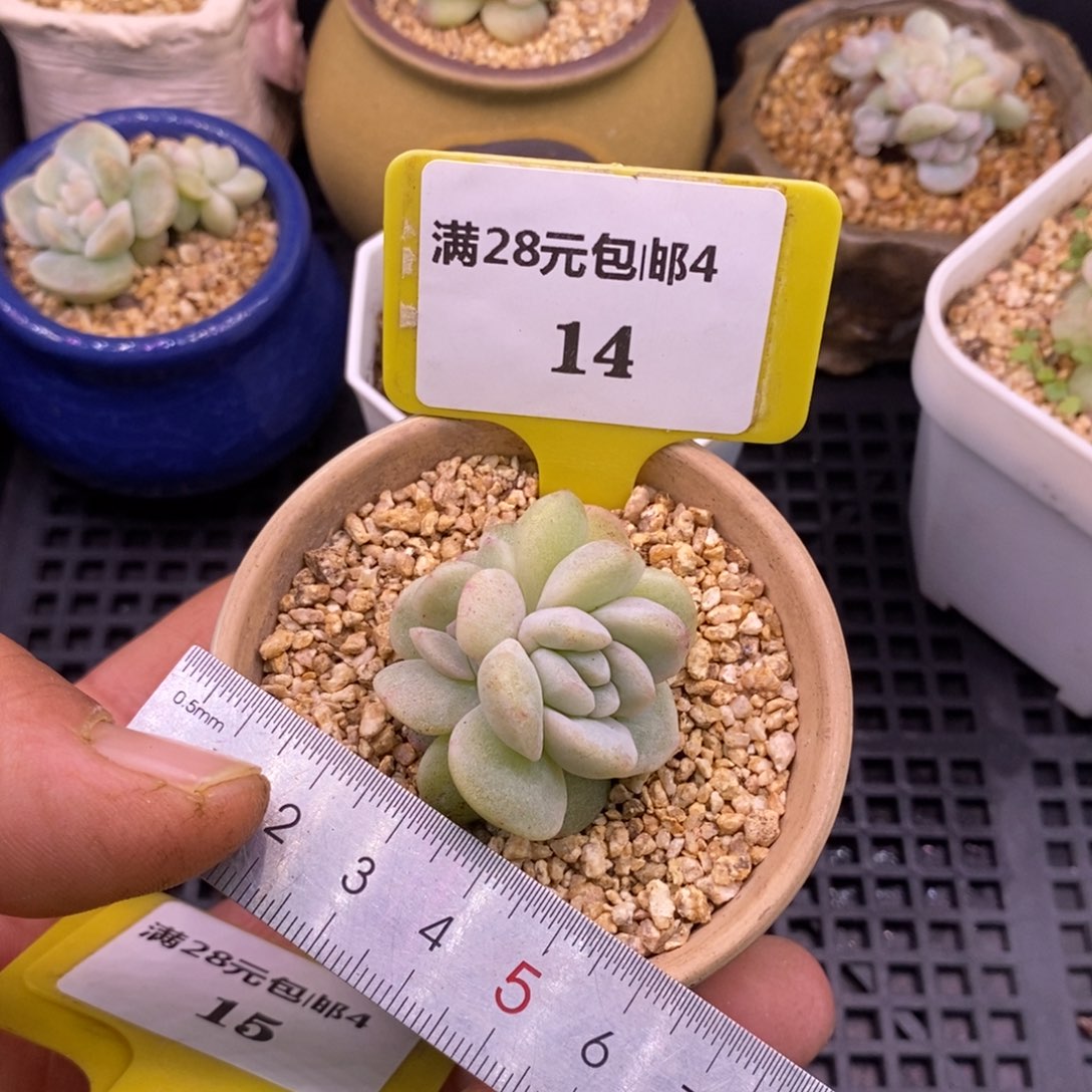 417冰玉石化朵朵缀……