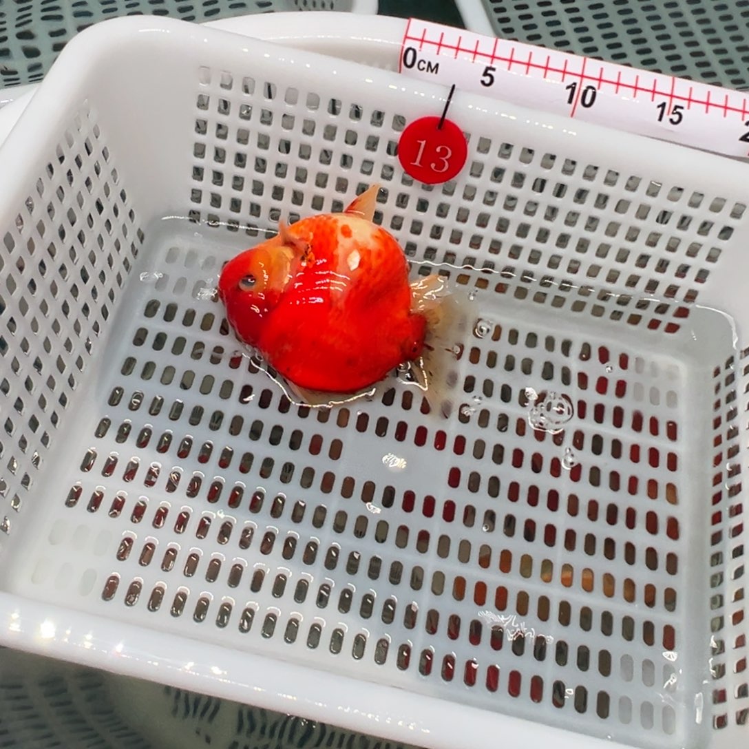 笠***祤金鱼你好吗我好想好吗想