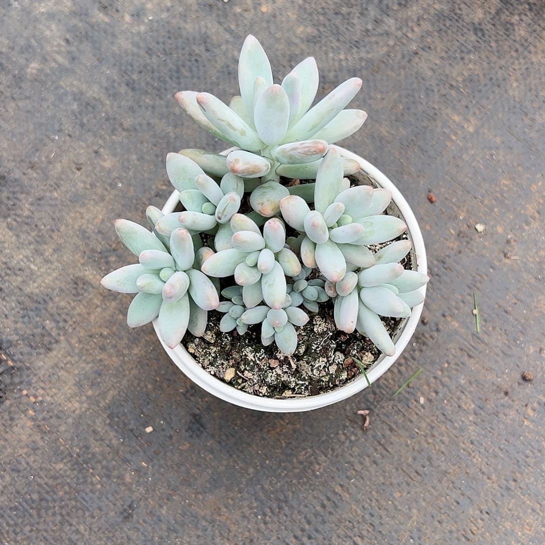 【闪购商品】柠*白兰地群