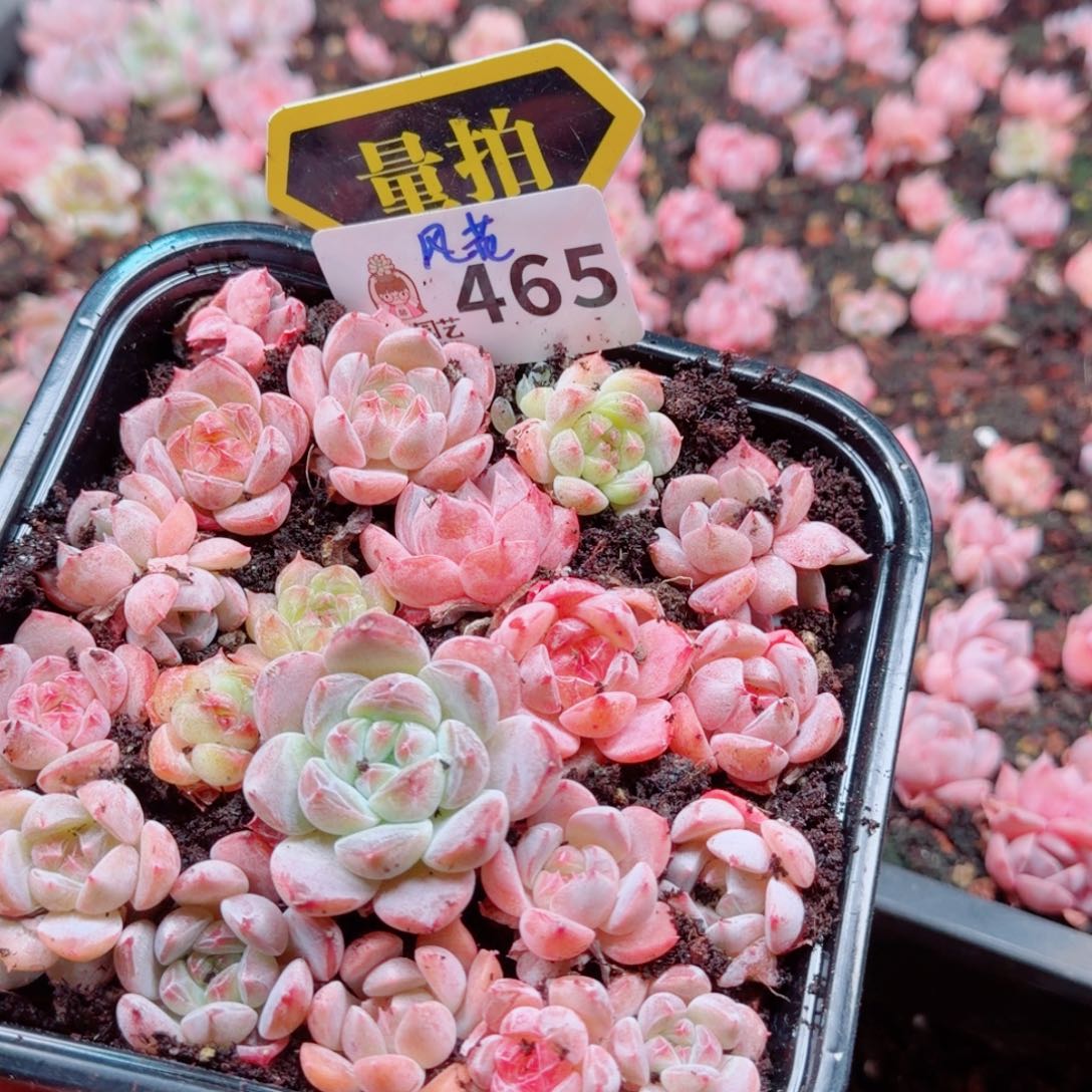 多肉植物多肉植物