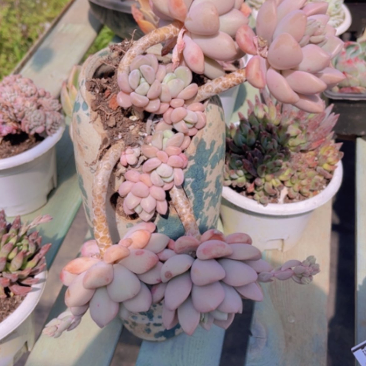 【闪购商品】花斑鹿0590