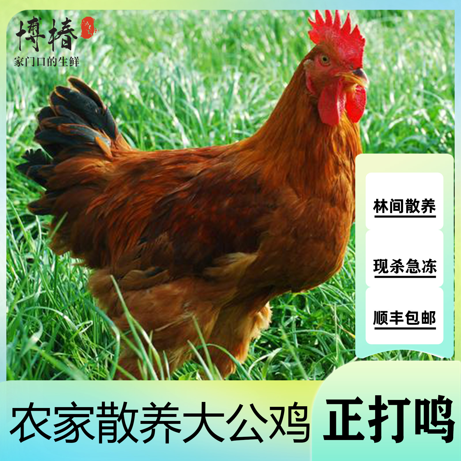 【娟娟1】农家放养土公鸡3只9斤肉质鲜嫩净膛