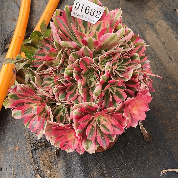 1682粉女巫多肉植物