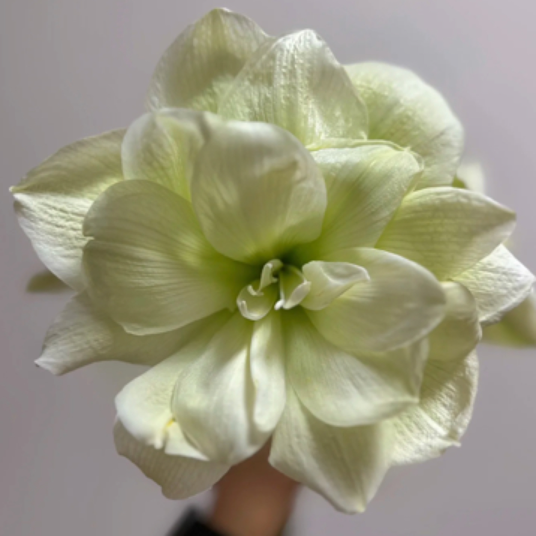 朱顶红【玛丽琳】重瓣新手入门皮实好养多年生室内外花卉