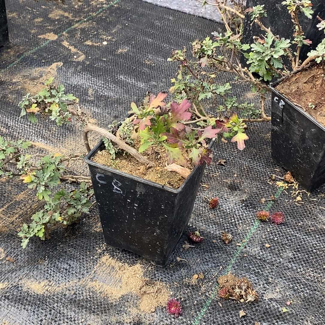 昌***发完全开放野知白峰