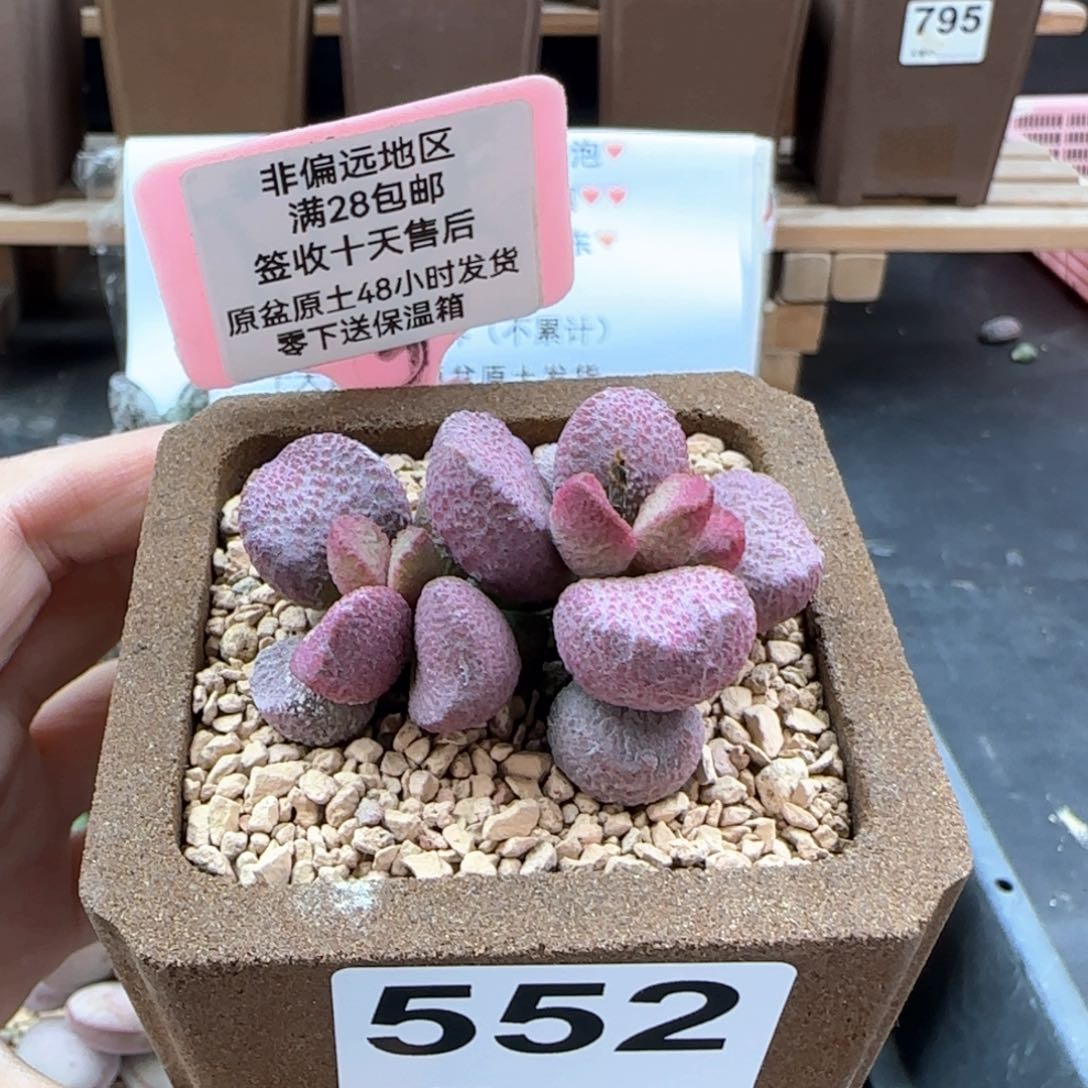 552夏娃多肉植物