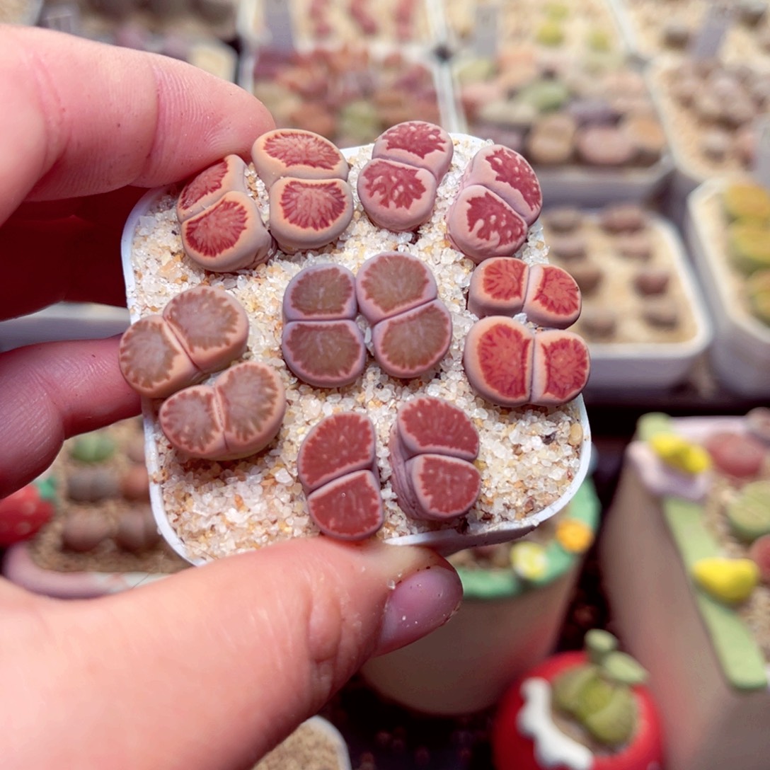 606号带盆盆人包邮发货