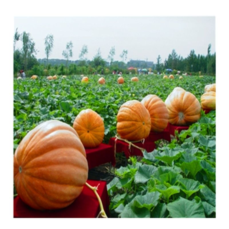 巨型南瓜种子大型南瓜饲料用种子采摘园基地观赏种子