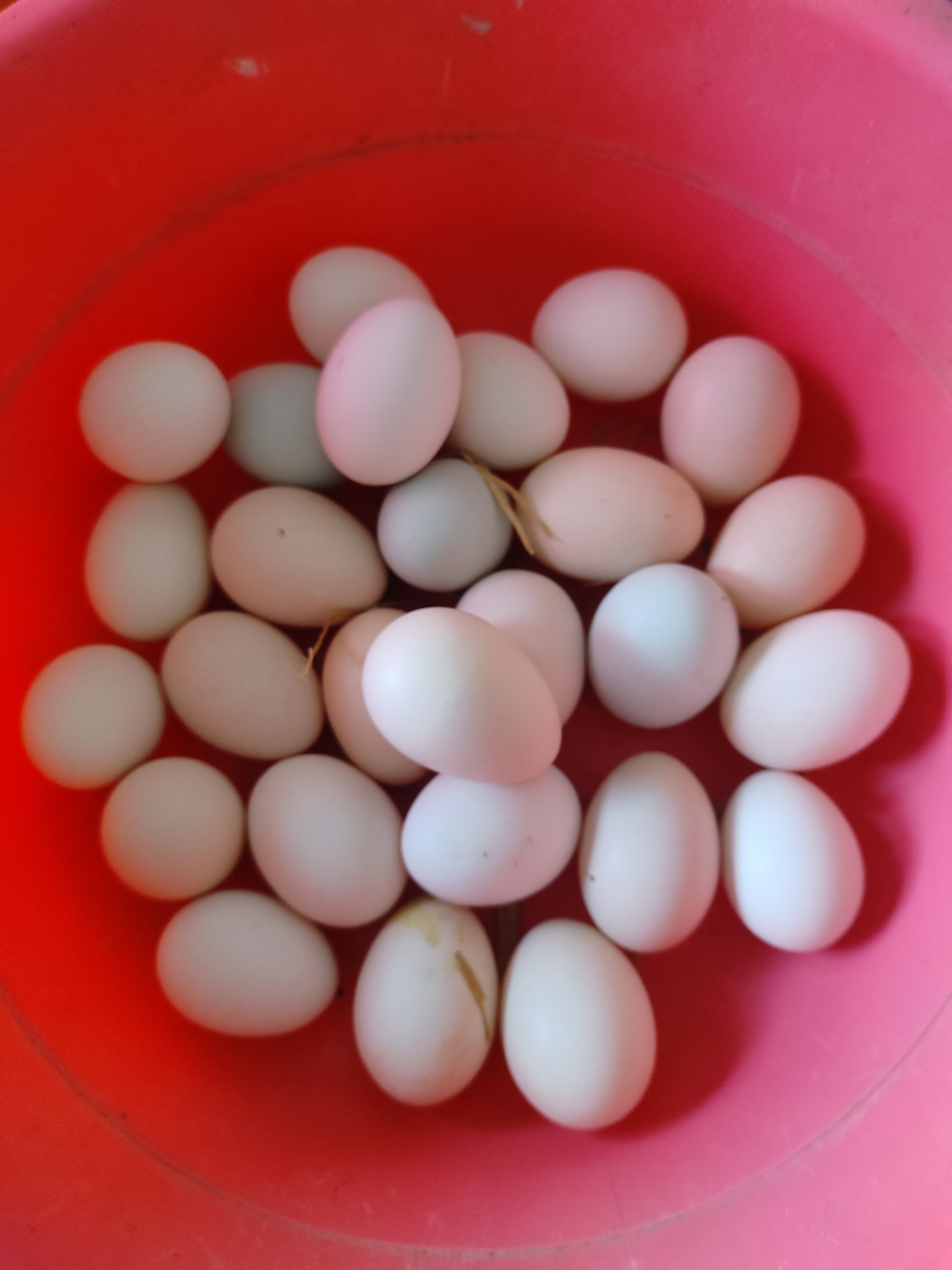 鹊山鸡蛋，现捡现发