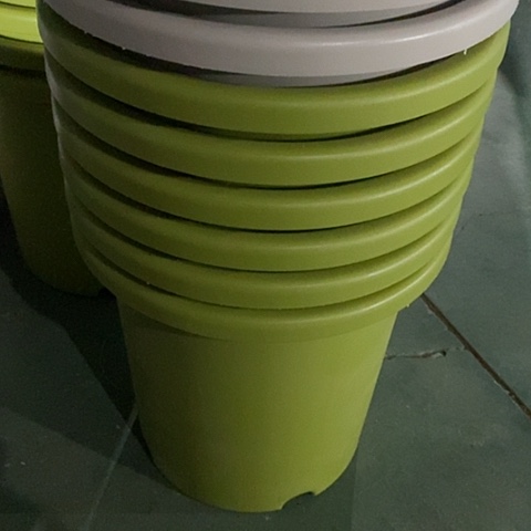 树脂四季7号微瑕果绿无托6个