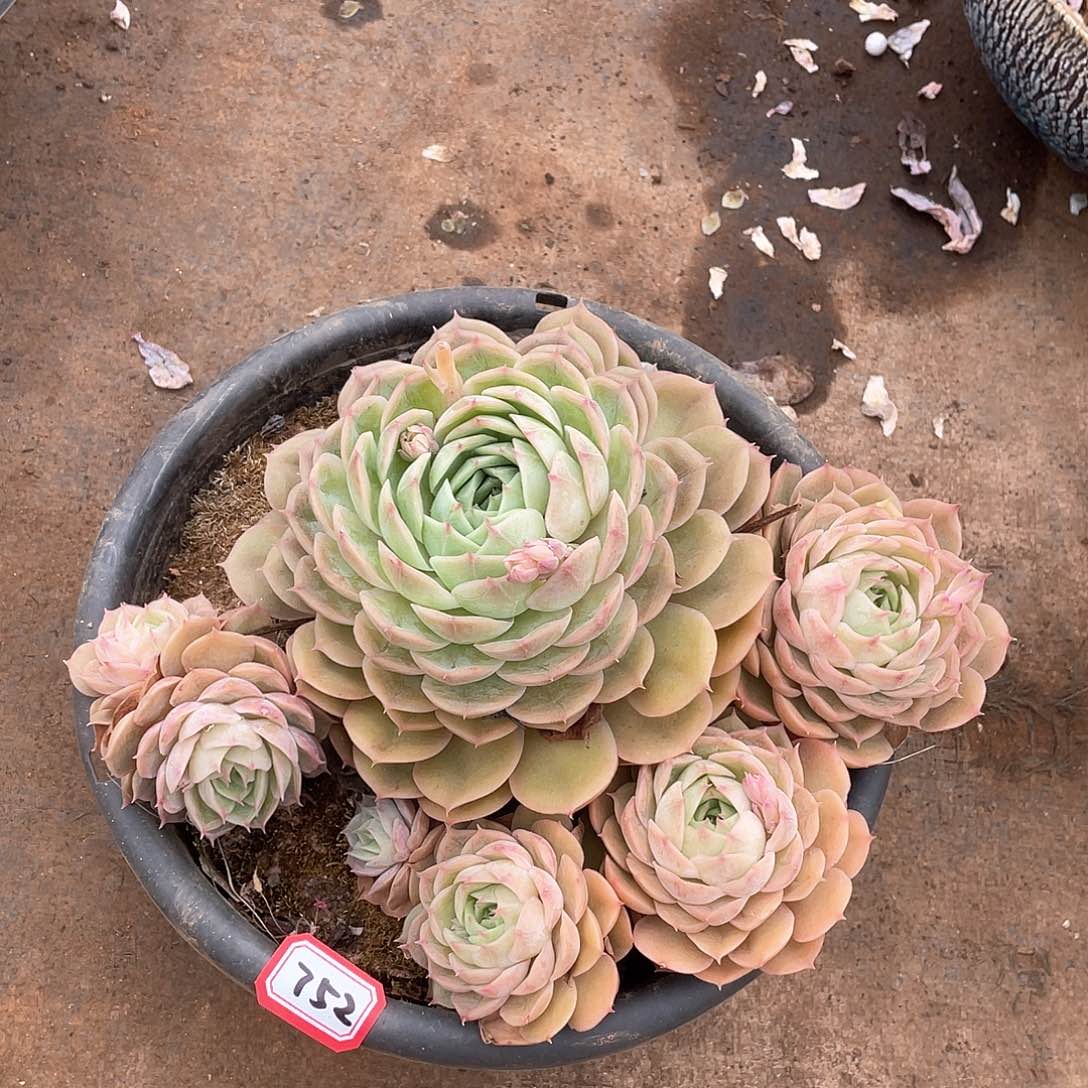 752昂斯诺一物一拍多肉