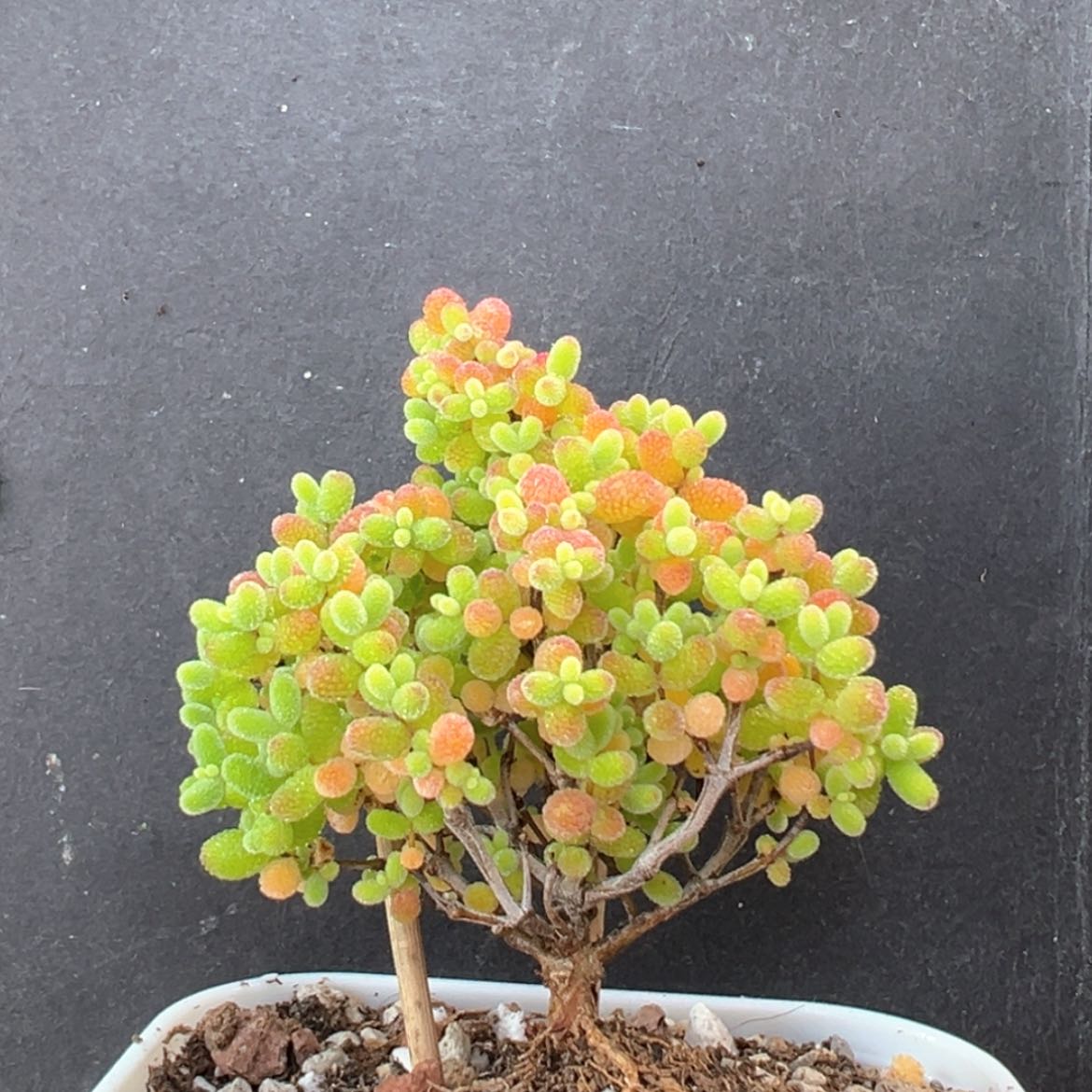 【闪购商品】dy6326小精控蜜橘糖球冠幅5cm