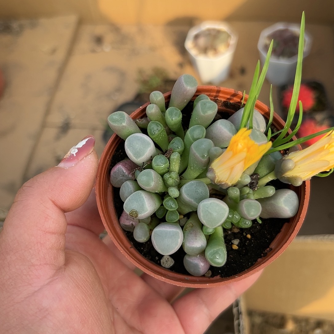 多肉植物五十灵玉