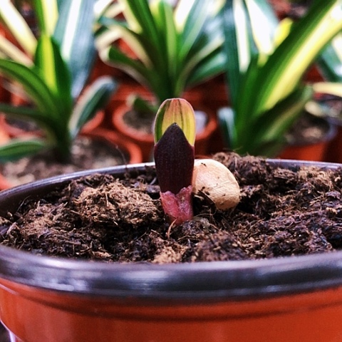 【闪购商品】好*情