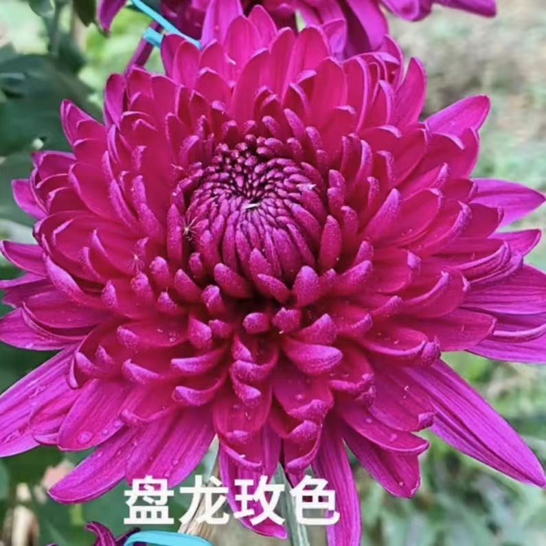 【盘龙玫色】菊花盆栽菊花苗耐寒植物开花大菊花带花苞好养