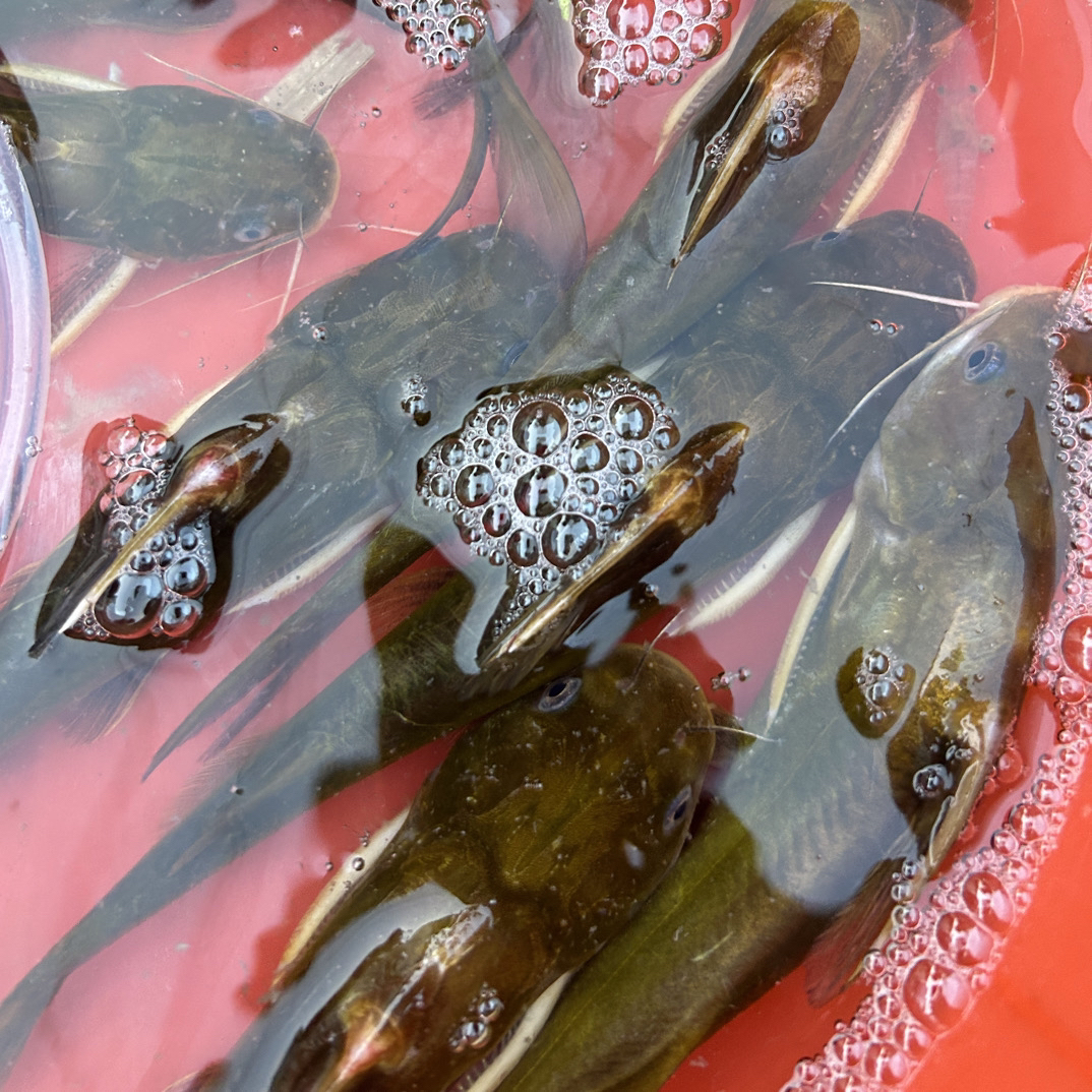 淮河活角针鱼现买现杀