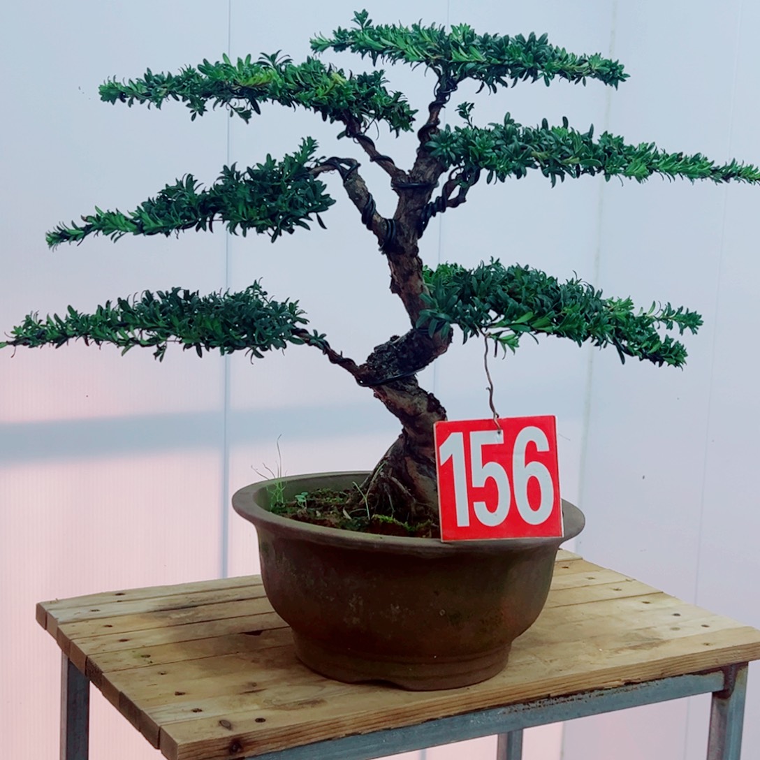 无花朵红芽罗汉松