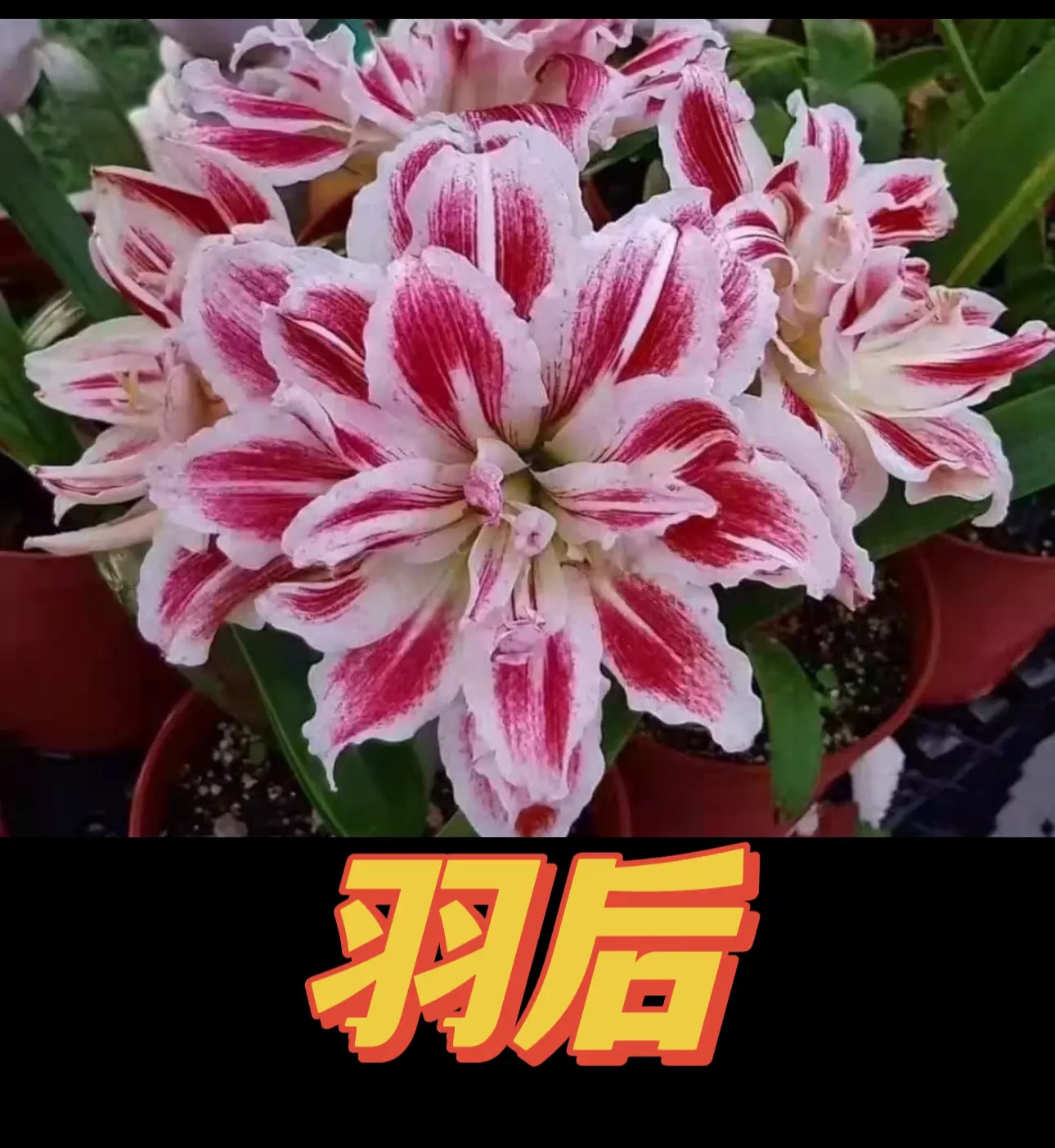 羽后）朱顶红种球直径6-8厘米