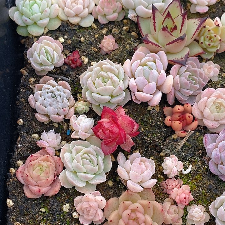 75 多肉植物盆栽花卉植物