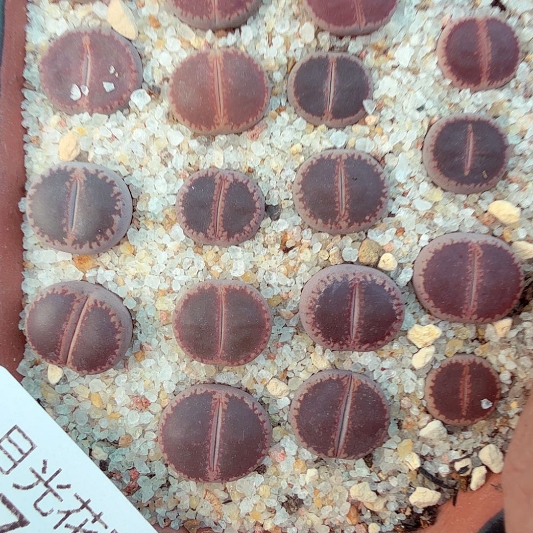 不会因为不懂自己内心世界700哈哈