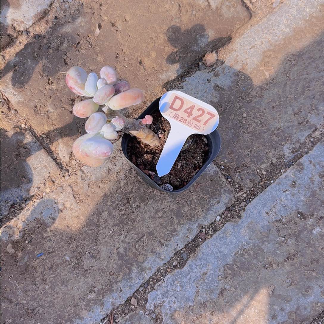 依****2D427油煎丸子一物一拍