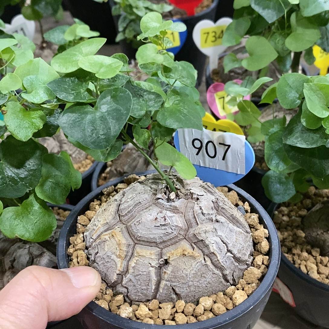 南非龟甲龙龟甲龙