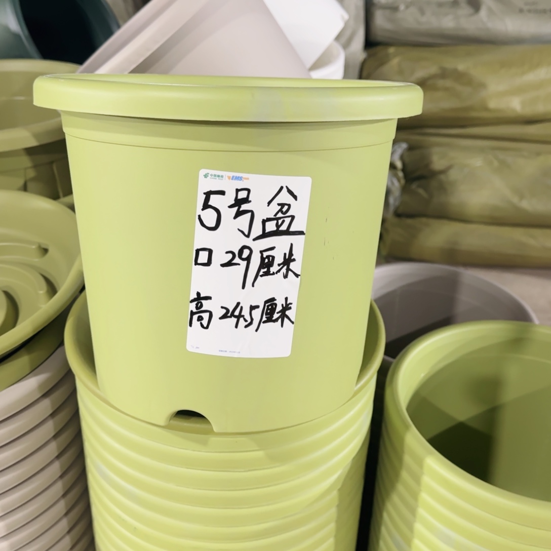 塑料四季5号6个果绿带拖