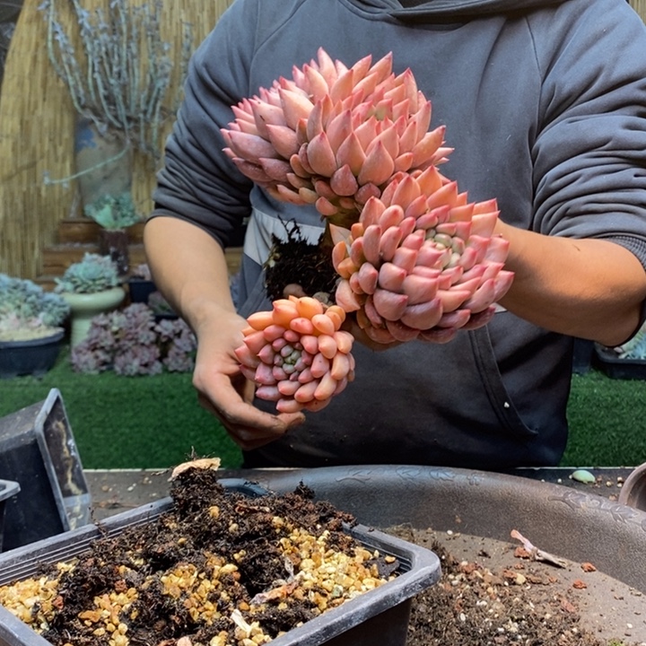 ღ***ঐ933 号米其林多肉植物