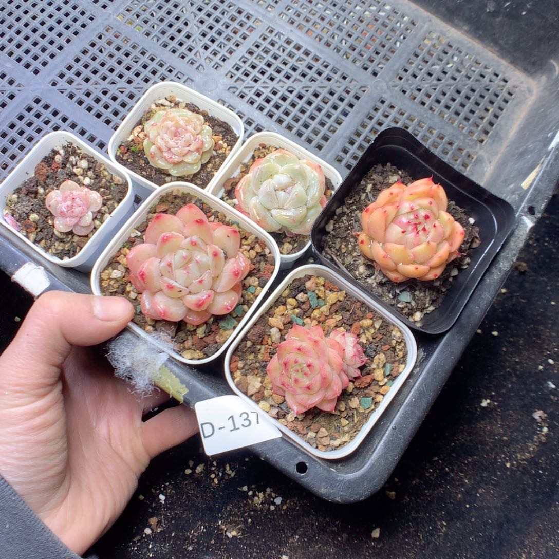 无花朵D137。月英语英语