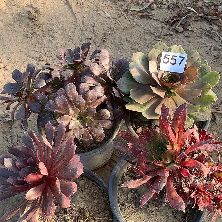 无花朵557四颗多肉中