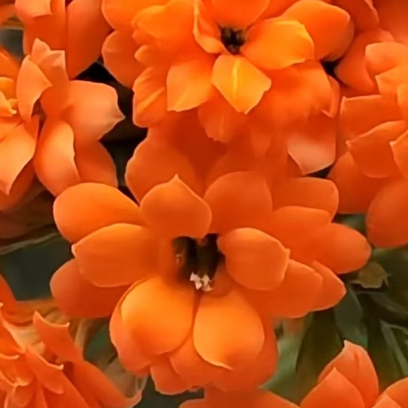 赛欧橙，90盆原盆原土