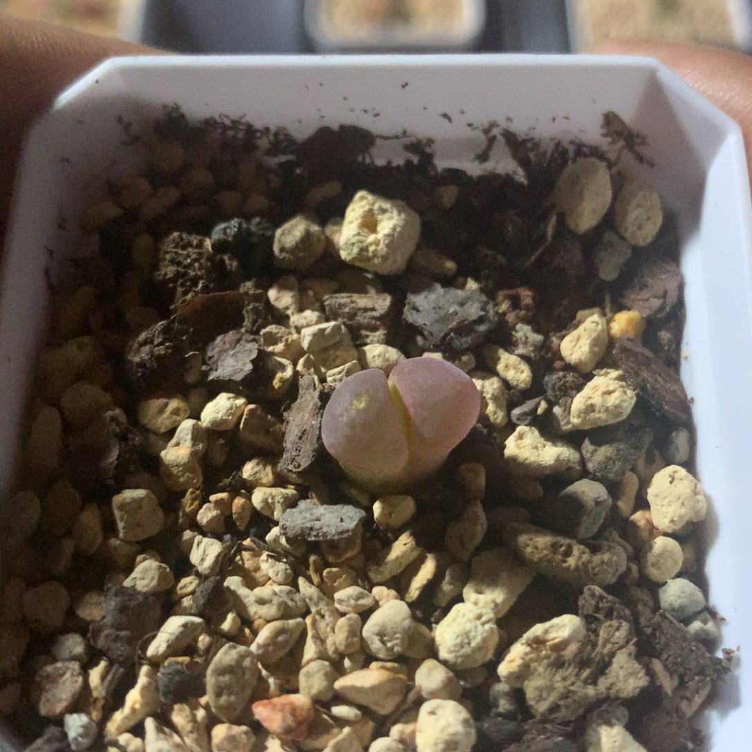 108号多肉植物风铃