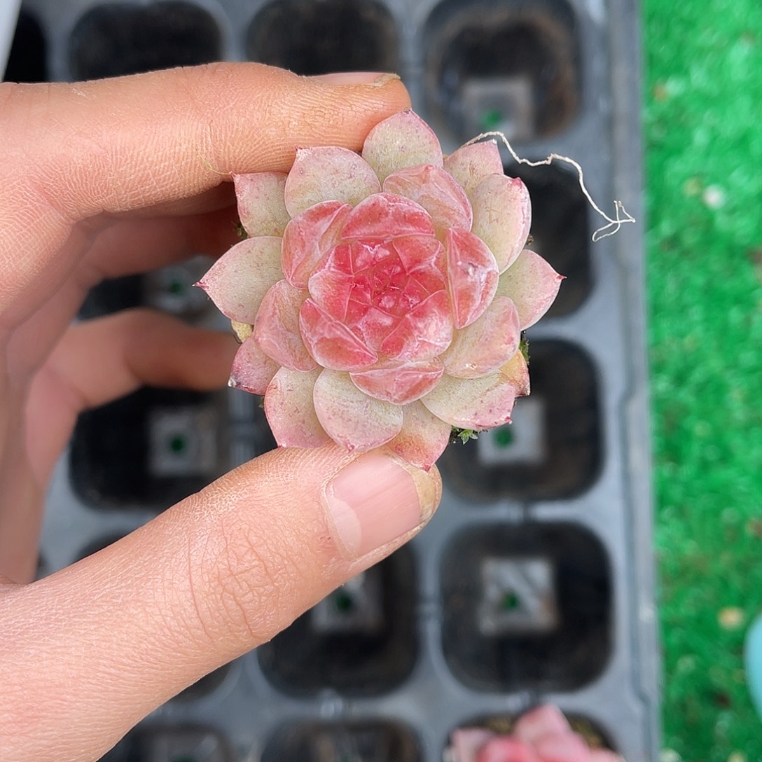 多肉一物一拍26-207