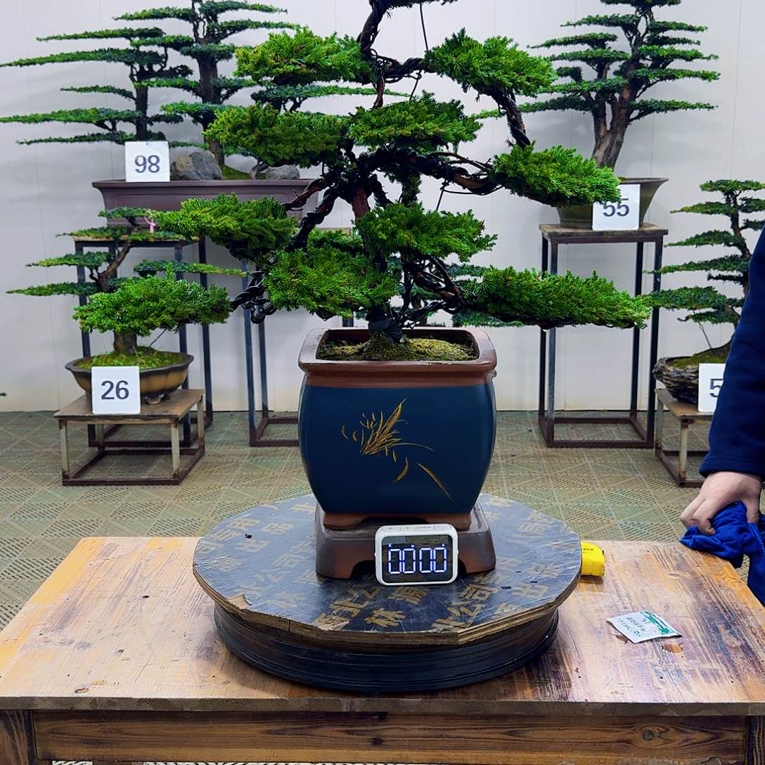 无花朵柏树造型盆景