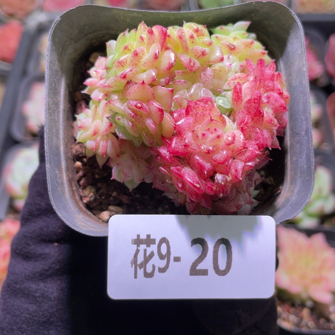 花利美9-20麦秆群