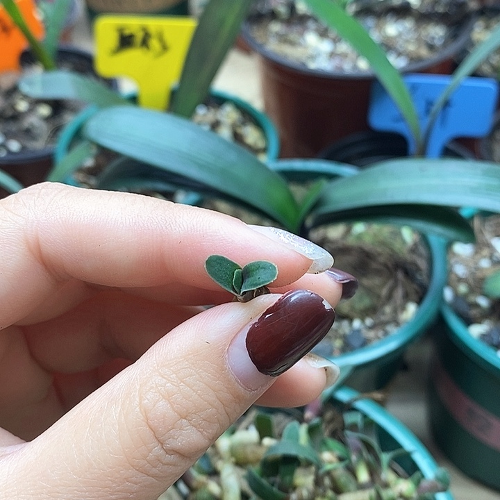 完全开放君子兰君子兰君子兰