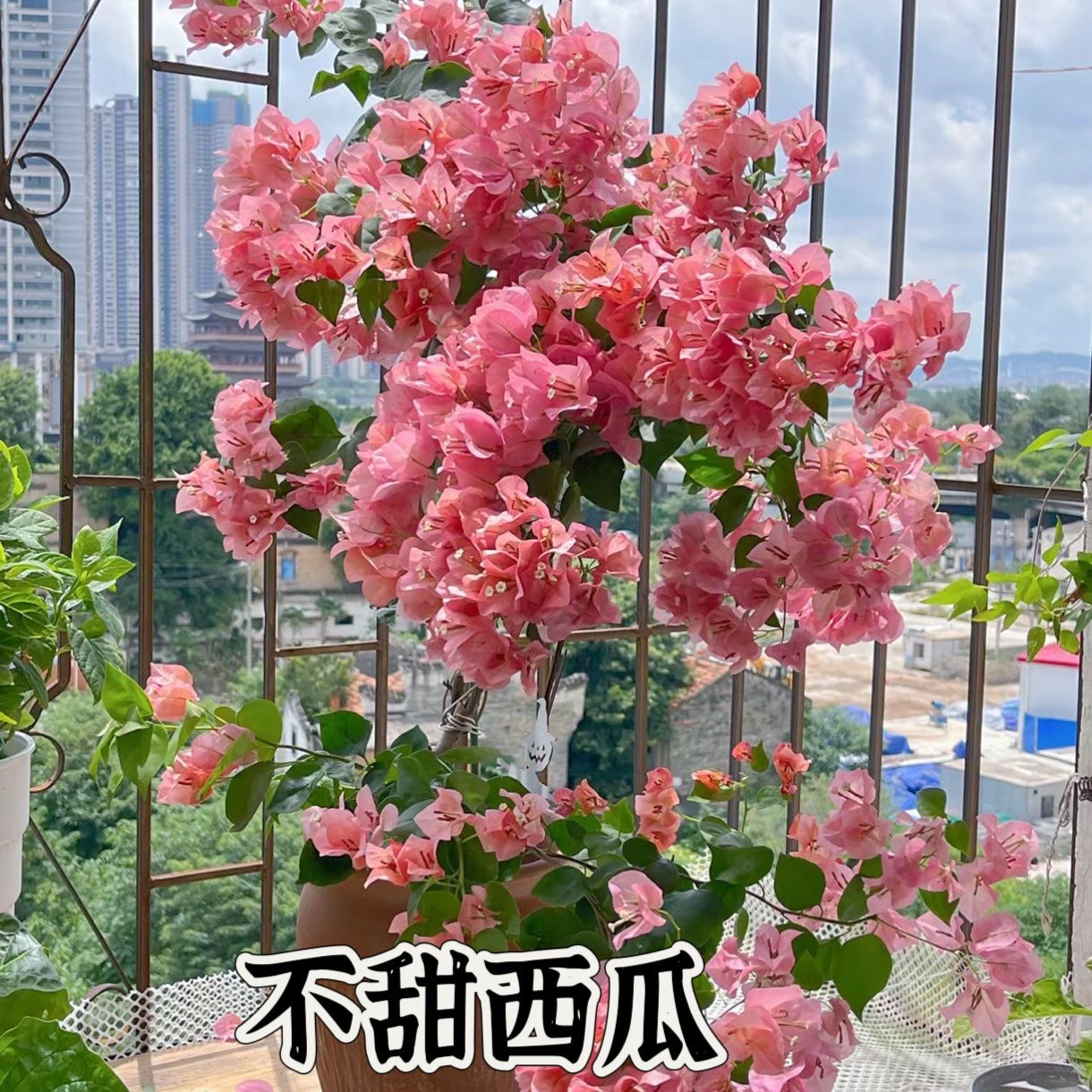 高飘带花 不甜西瓜 三角梅品牌精品带花 