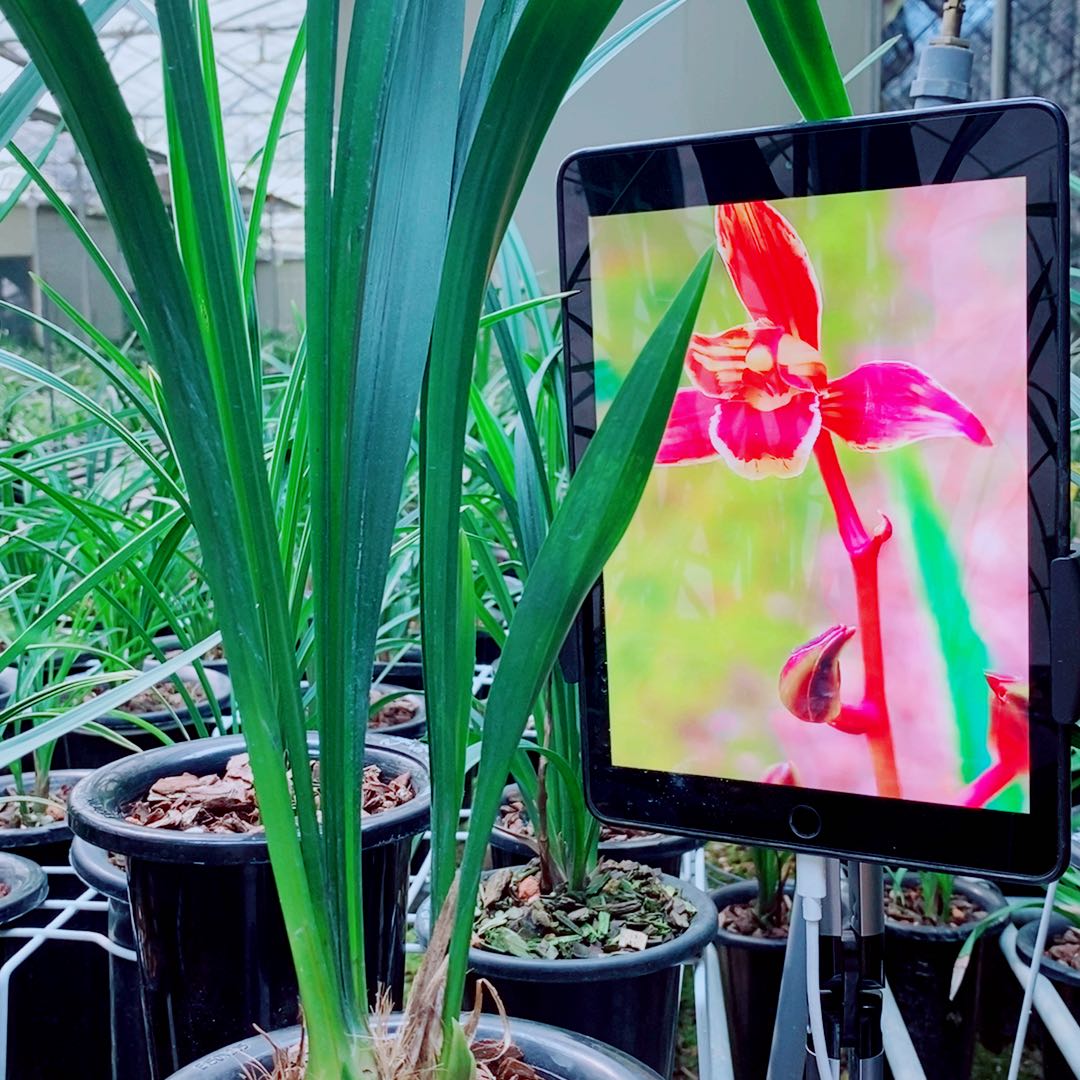 当前无花栽培后可以开花