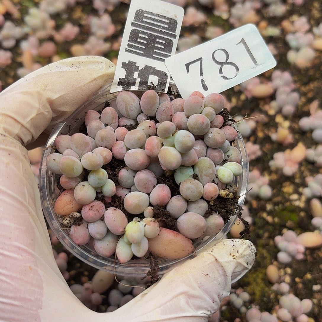 多肉植物多肉植物781量拍