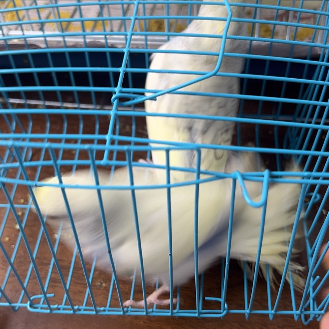 虎皮鹦鹉金彩鹦鹉