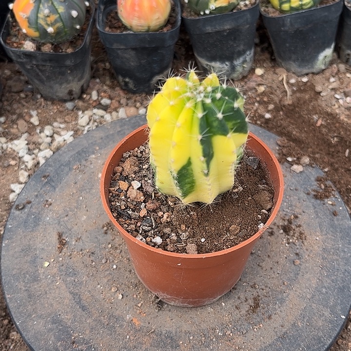 短毛丸锦一个一一一一一一一