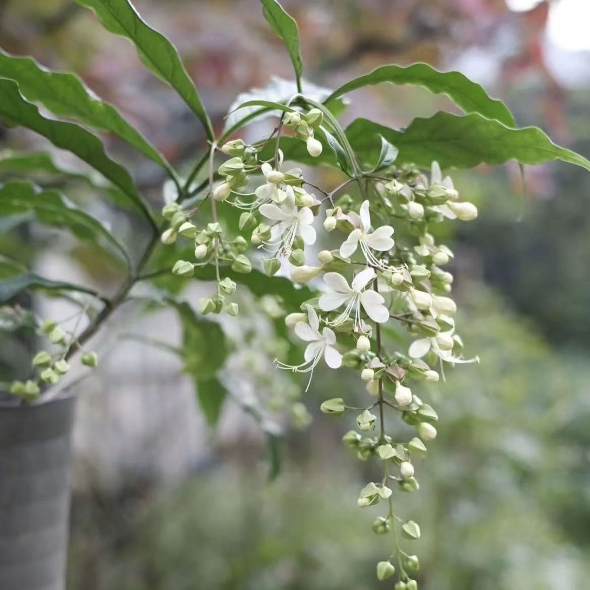 垂丝茉莉室内观赏盆栽四季开花带花苞好养仙气飘飘