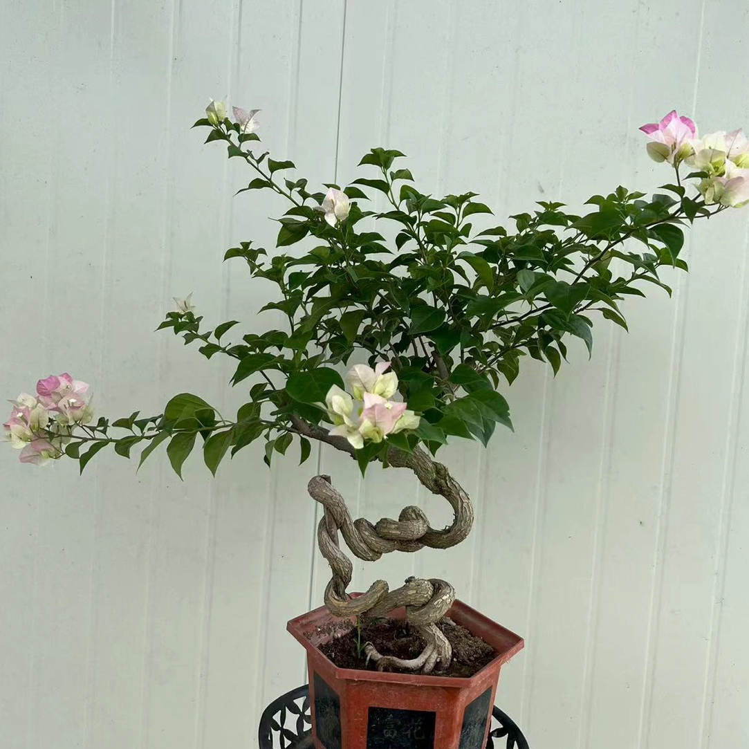 三角梅一物一拍（运输可能会掉花掉叶不售后）