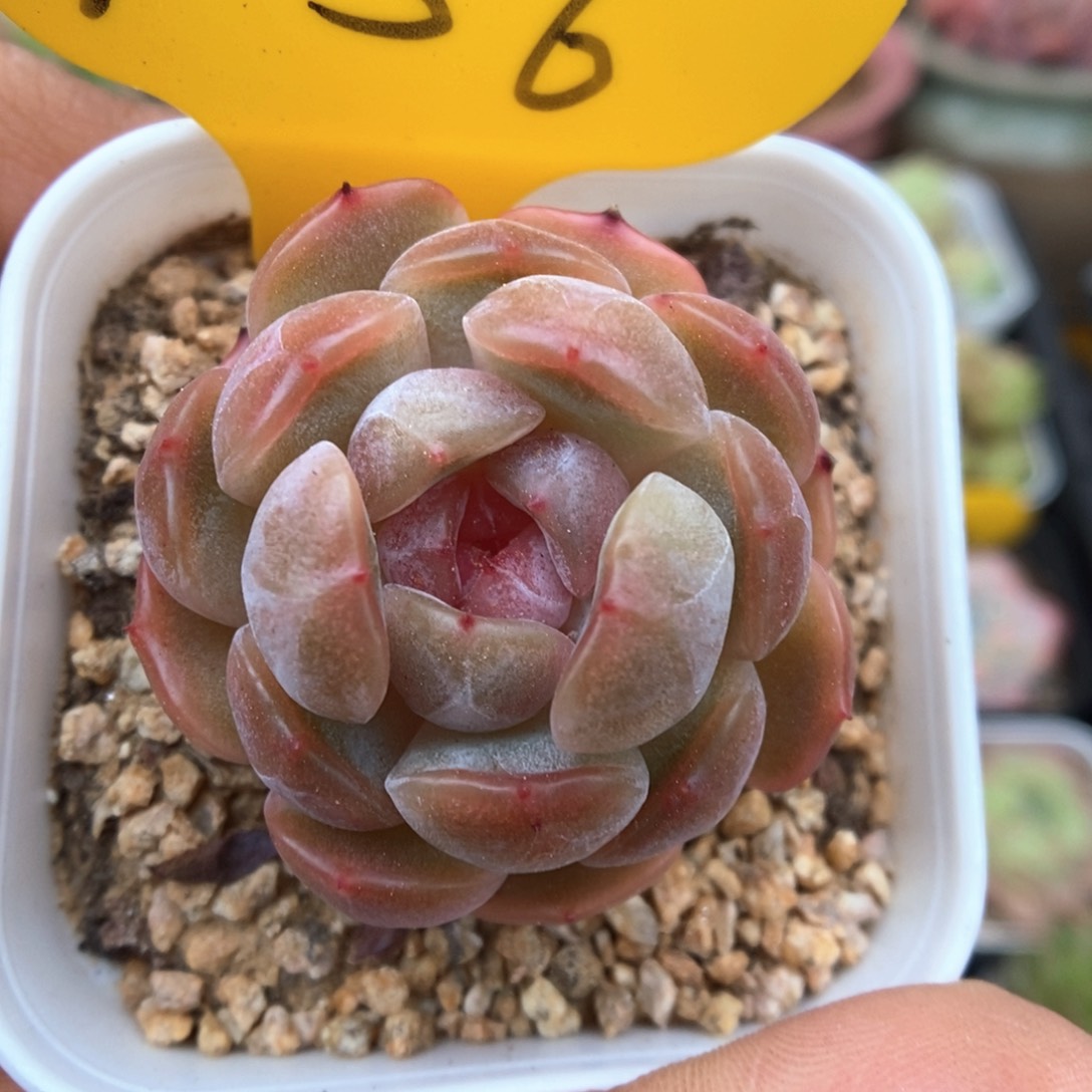 红色恋人可拍756号。